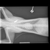 Gizmo wurde vom Bolzen einer Armbrust getroffen