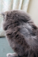 Gizmo wurde vom Bolzen einer Armbrust getroffen