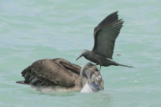 Soofty Tern lands on top of a pelican's head, Santa Cruz Island, Galapagos - Oct 2012
