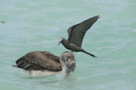 Soofty Tern lands on top of a pelican's head, Santa Cruz Island, Galapagos - Oct 2012