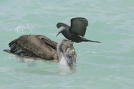 Soofty Tern lands on top of a pelican's head, Santa Cruz Island, Galapagos - Oct 2012
