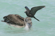 Soofty Tern lands on top of a pelican's head, Santa Cruz Island, Galapagos - Oct 2012