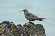 Soofty Tern lands on top of a pelican's head, Santa Cruz Island, Galapagos - Oct 2012