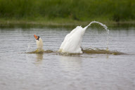 Mute Swan adult bathing in a lake in Suffolk, Britain - Sep 2012