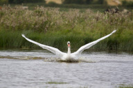 Mute Swan adult bathing in a lake in Suffolk, Britain - Sep 2012
