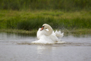 Mute Swan adult bathing in a lake in Suffolk, Britain - Sep 2012