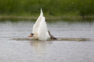 Mute Swan adult bathing in a lake in Suffolk, Britain - Sep 2012