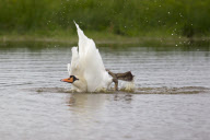 Mute Swan adult bathing in a lake in Suffolk, Britain - Sep 2012