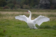 Mute Swan adult bathing in a lake in Suffolk, Britain - Sep 2012