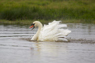 Mute Swan adult bathing in a lake in Suffolk, Britain - Sep 2012