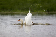 Mute Swan adult bathing in a lake in Suffolk, Britain - Sep 2012