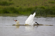 Mute Swan adult bathing in a lake in Suffolk, Britain - Sep 2012