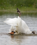Mute Swan adult bathing in a lake in Suffolk, Britain - Sep 2012