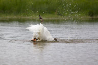 Mute Swan adult bathing in a lake in Suffolk, Britain - Sep 2012
