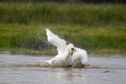 Mute Swan adult bathing in a lake in Suffolk, Britain - Sep 2012
