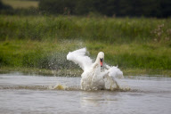 Mute Swan adult bathing in a lake in Suffolk, Britain - Sep 2012