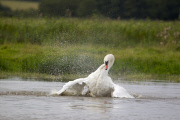 Mute Swan adult bathing in a lake in Suffolk, Britain - Sep 2012