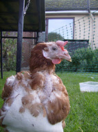 Huhn JJ kann zählen