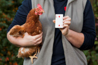 Huhn JJ kann zählen