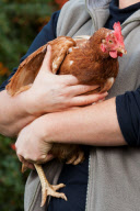 Huhn JJ kann zählen