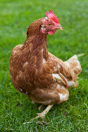 Huhn JJ kann zählen