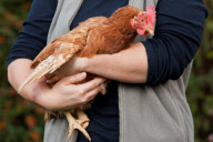 Huhn JJ kann zählen