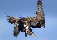 Eagles fighting, Ilmatsalu, Estonia - Oct 2012