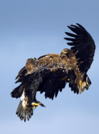 Eagles fighting, Ilmatsalu, Estonia - Oct 2012