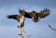 Eagles fighting, Ilmatsalu, Estonia - Oct 2012