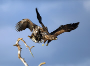 Eagles fighting, Ilmatsalu, Estonia - Oct 2012