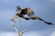 Eagles fighting, Ilmatsalu, Estonia - Oct 2012