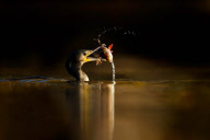 Cormorant Eats A Fish, Cheshire, Britain - 2012