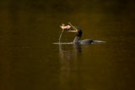 Cormorant Eats A Fish, Cheshire, Britain - 2012