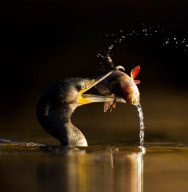Cormorant Eats A Fish, Cheshire, Britain - 2012