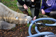 Arktos the polar bear has three hour dental treatment, Highland Wildlife Park, Kincraig, Kingussie, Scotland - 15 Nov 2012