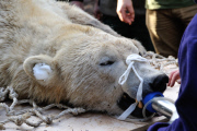 Arktos the polar bear has three hour dental treatment, Highland Wildlife Park, Kincraig, Kingussie, Scotland - 15 Nov 2012