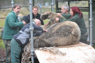 Arktos the polar bear has three hour dental treatment, Highland Wildlife Park, Kincraig, Kingussie, Scotland - 15 Nov 2012