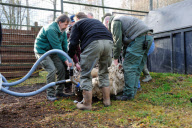Arktos the polar bear has three hour dental treatment, Highland Wildlife Park, Kincraig, Kingussie, Scotland - 15 Nov 2012