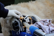 Arktos the polar bear has three hour dental treatment, Highland Wildlife Park, Kincraig, Kingussie, Scotland - 15 Nov 2012