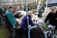 Arktos the polar bear has three hour dental treatment, Highland Wildlife Park, Kincraig, Kingussie, Scotland - 15 Nov 2012