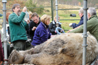 Arktos the polar bear has three hour dental treatment, Highland Wildlife Park, Kincraig, Kingussie, Scotland - 15 Nov 2012