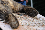 Arktos the polar bear has three hour dental treatment, Highland Wildlife Park, Kincraig, Kingussie, Scotland - 15 Nov 2012