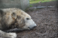 Arktos the polar bear has three hour dental treatment, Highland Wildlife Park, Kincraig, Kingussie, Scotland - 15 Nov 2012