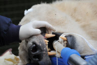 Arktos the polar bear has three hour dental treatment, Highland Wildlife Park, Kincraig, Kingussie, Scotland - 15 Nov 2012