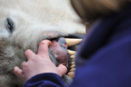 Arktos the polar bear has three hour dental treatment, Highland Wildlife Park, Kincraig, Kingussie, Scotland - 15 Nov 2012