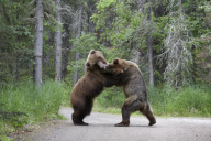 Grizzly Bears