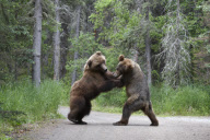 Grizzly Bears