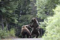 Grizzly Bears