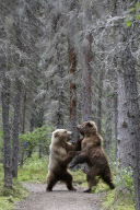 Grizzly Bears