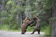 Grizzly Bears